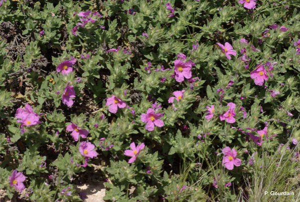 Annexe 350495B3-7478-4210-BDE7-391B080B9E01.jpeg