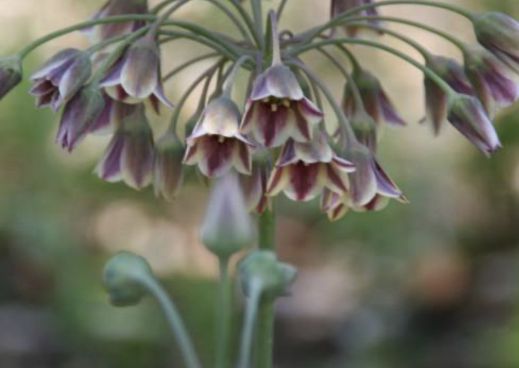 Annexe A135A879-A4E6-4229-BFD0-D55DE3C9BC3E.jpeg