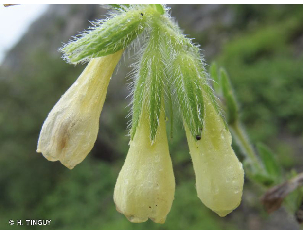 Annexe 4514E557-9FA2-4974-AE85-683A6EA314A2.jpeg