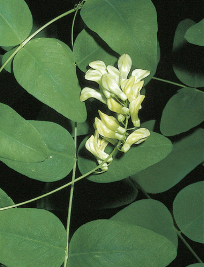 Annexe 8146A354-3C85-4E9C-A2E5-1C96E7FE10A3.jpeg