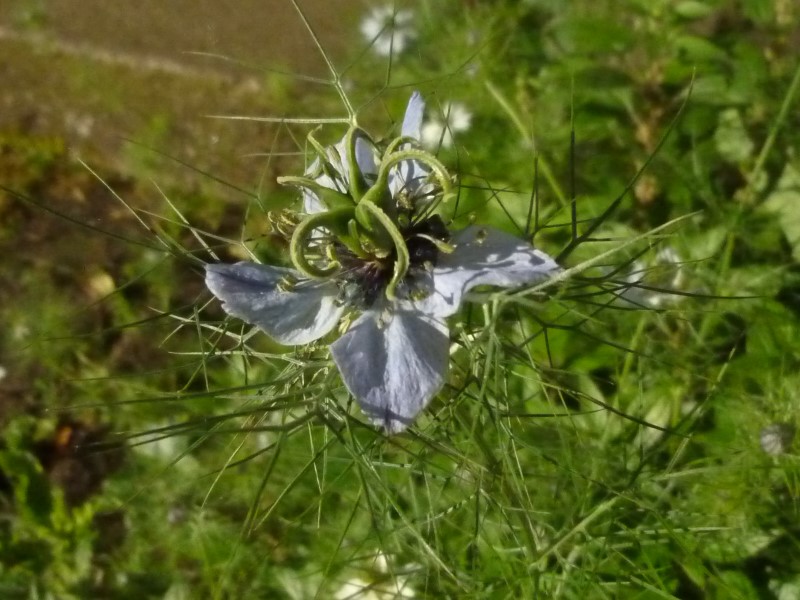 Annexe Nigella arvensis fleur.jpg