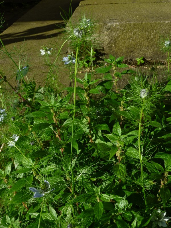 Annexe vue densemble.jpg