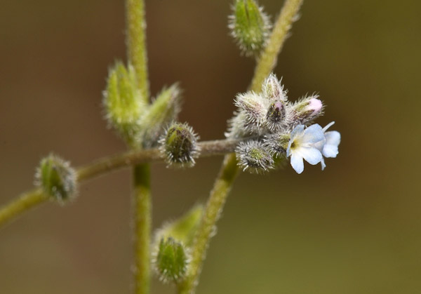 Annexe myosotisraide_1.jpg