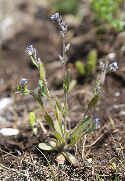 Annexe myosotisraide_5.jpg