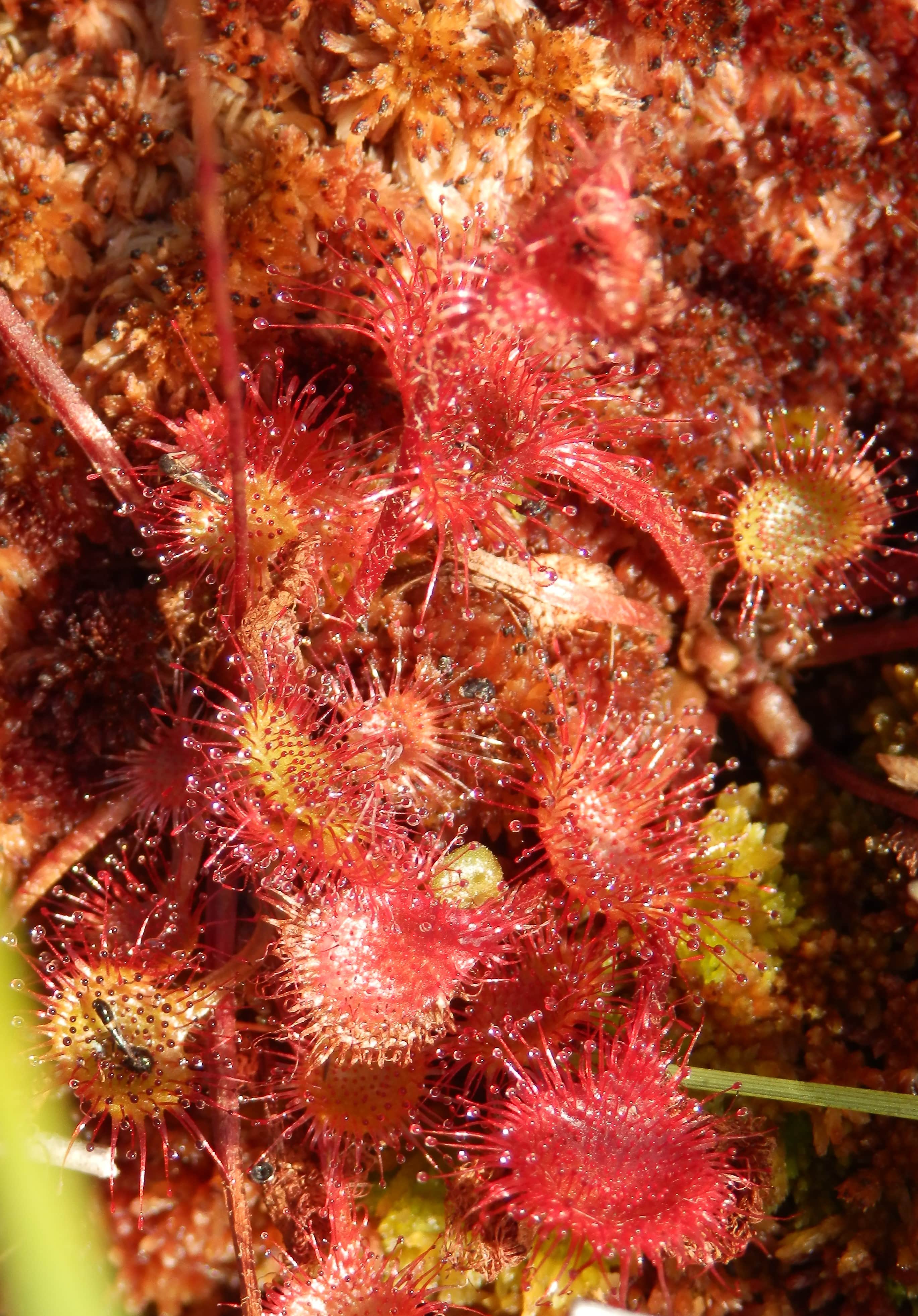 Annexe Drosera rotundifolia.JPG