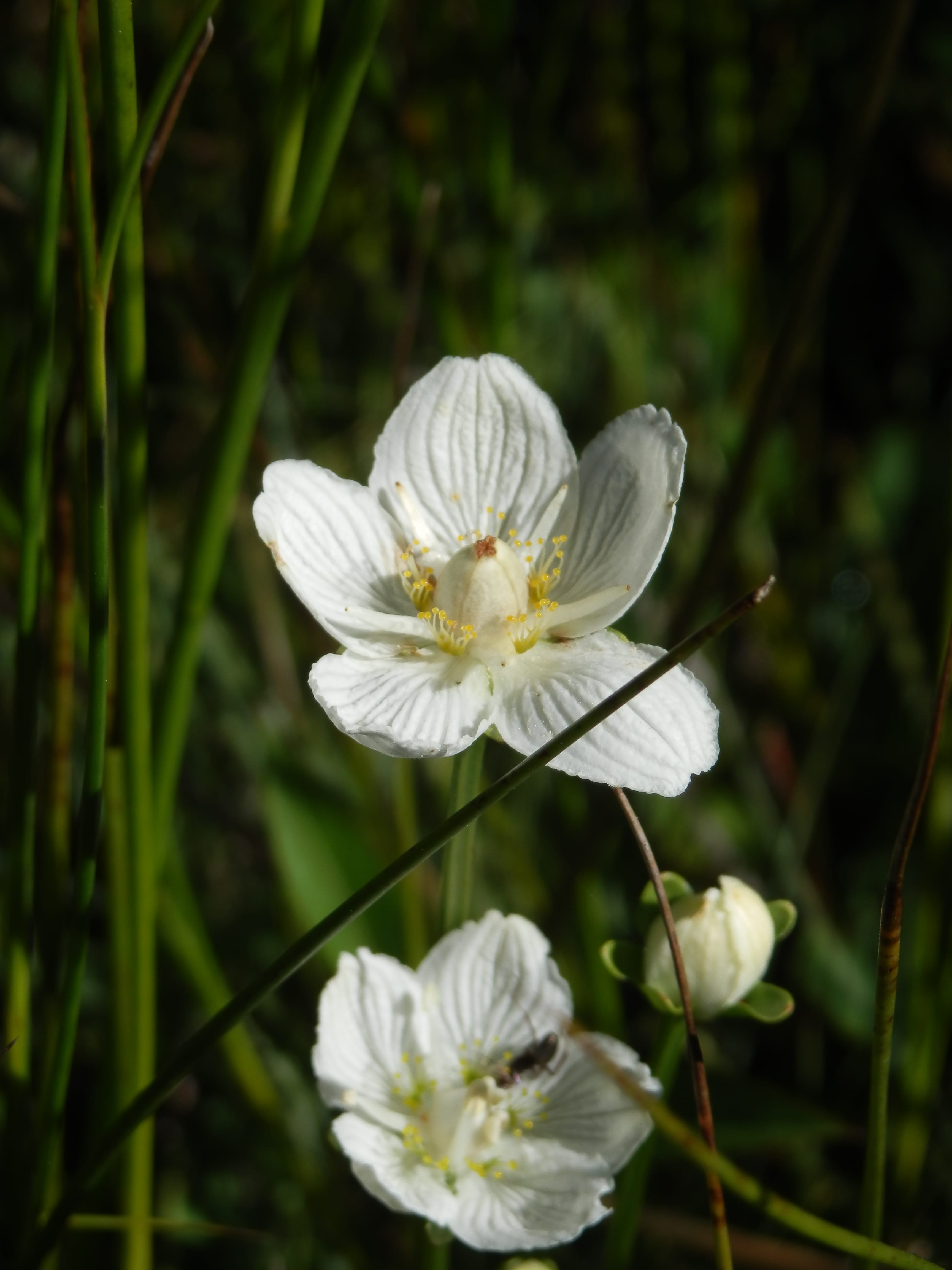 Annexe Parnassia palustris.JPG