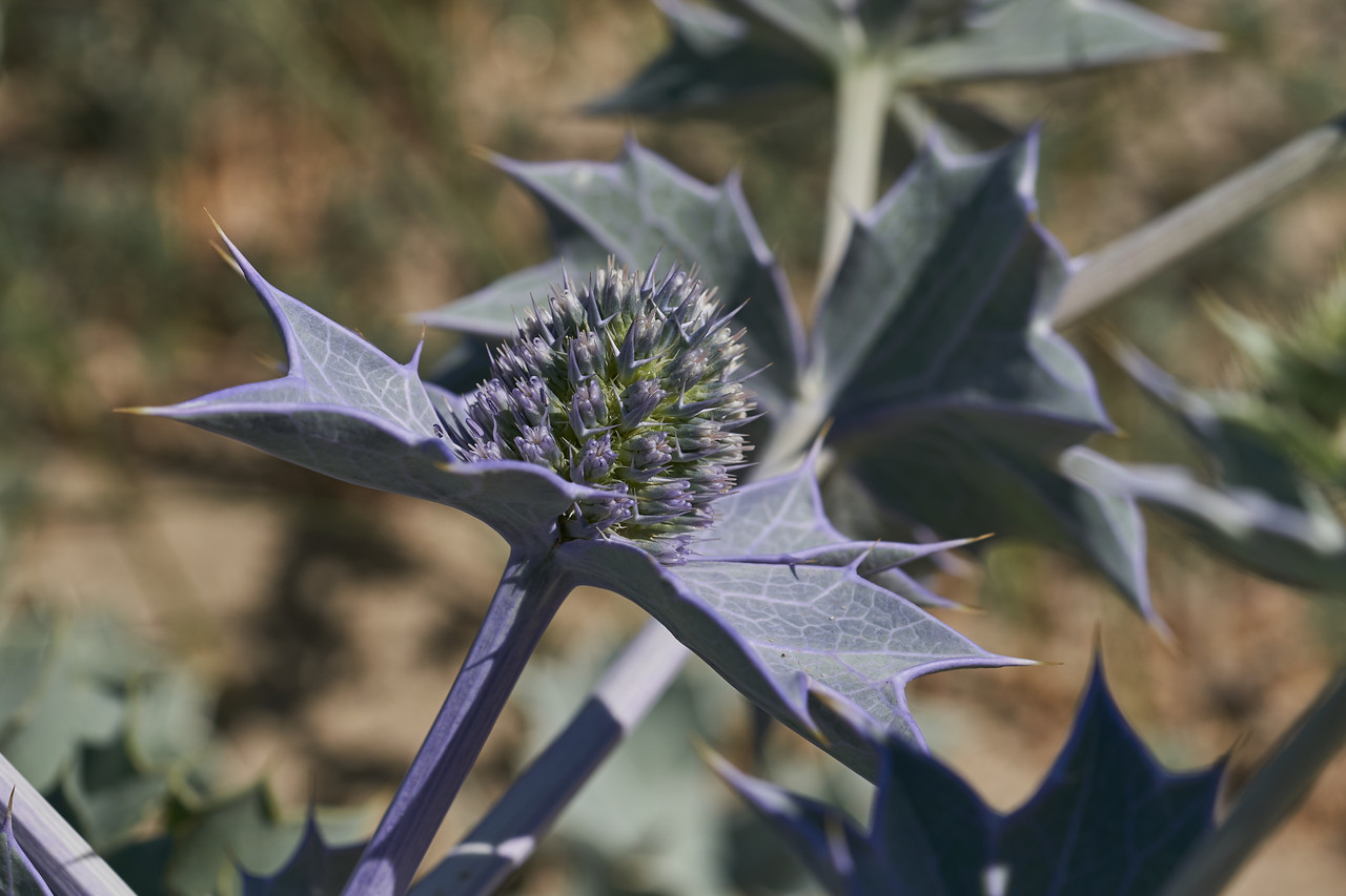 Annexe Eryngium_maritimum.jpg