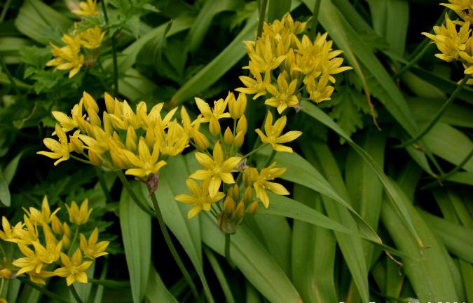 Annexe Allium-moly.JPG