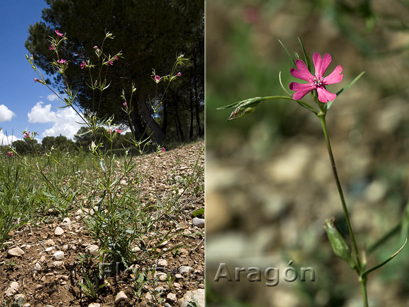 Annexe Silene muscipula.jpg