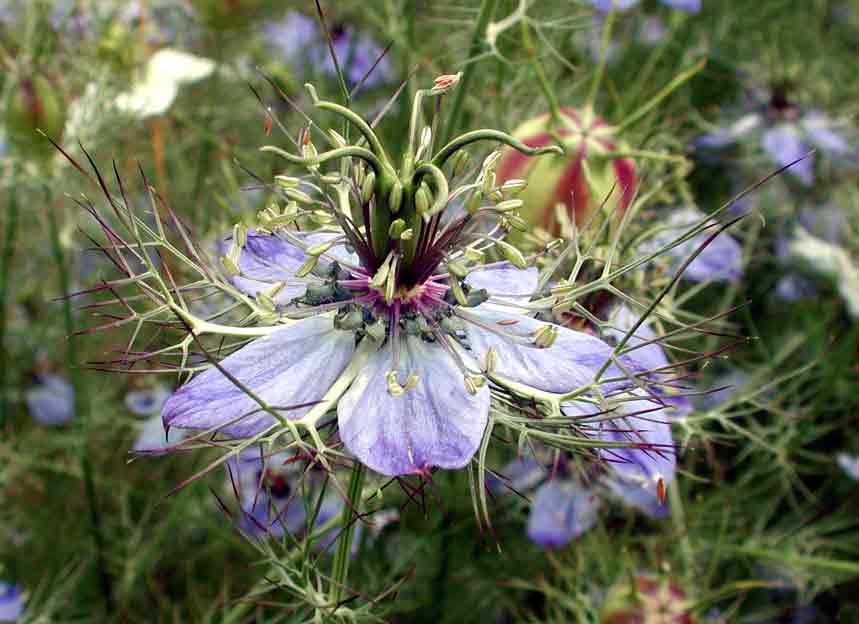 Annexe nigella_arvensis_fio2.jpg