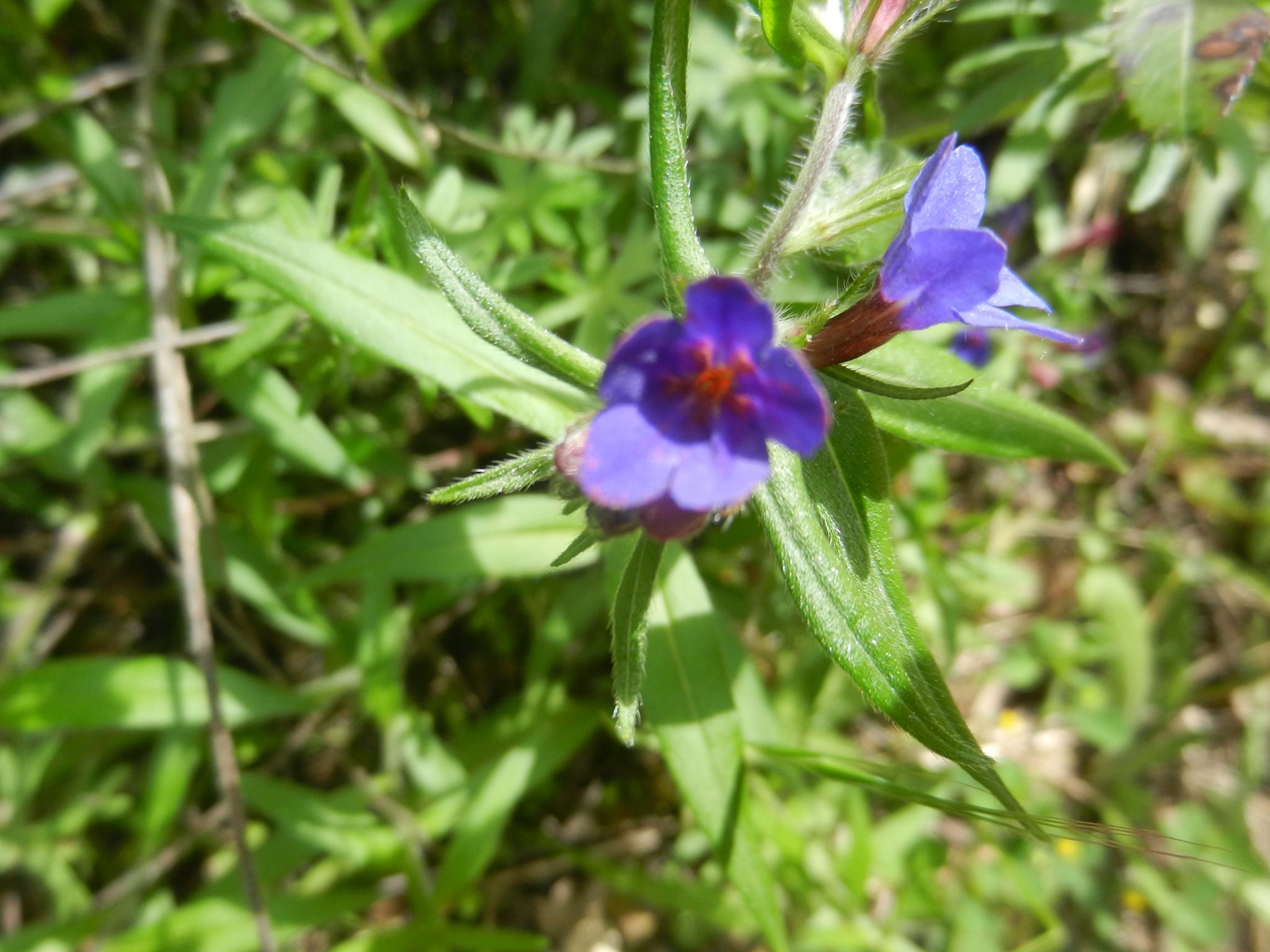 Annexe Gremil bleu pourpre PictoFlora.jpg