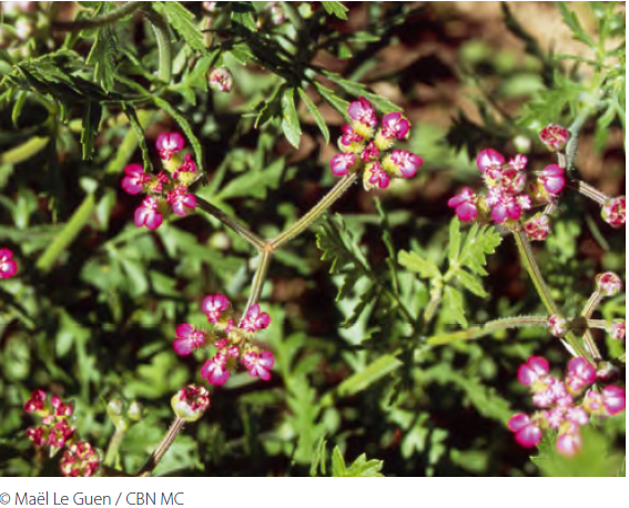 Annexe turgénie à large feuille photo.PNG