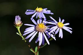 Annexe Aster amelle florealpes.com.jpg