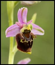 Annexe ophrys bourdon desfleursanotreporte.com.jpg