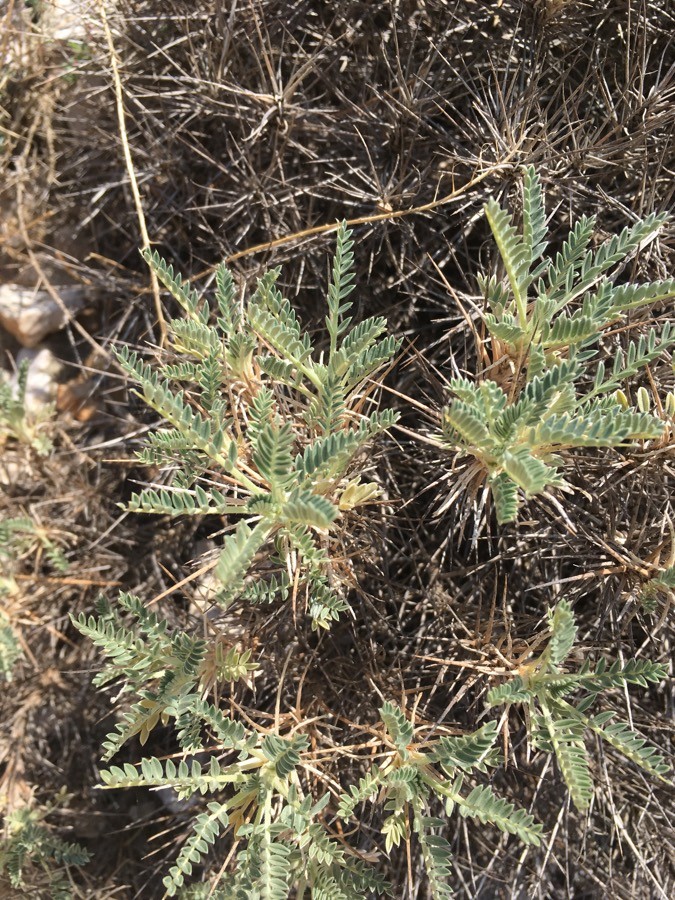 Annexe img 002363165O.jpg