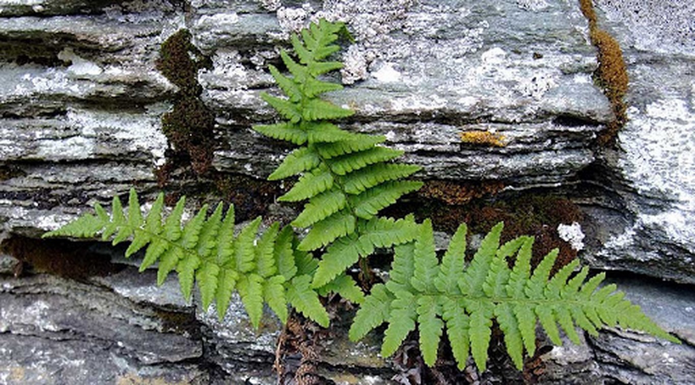 Annexe Dryopteris tyrrhena.jpg