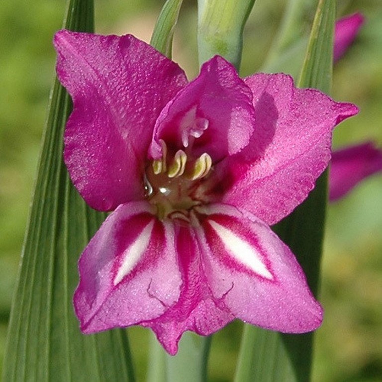 Annexe GLADIOLUS_IMBRICATUS.JPG