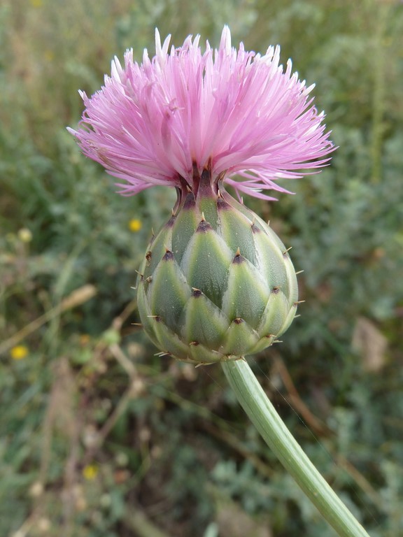 Annexe Mantisalca_salmantica1.jpg