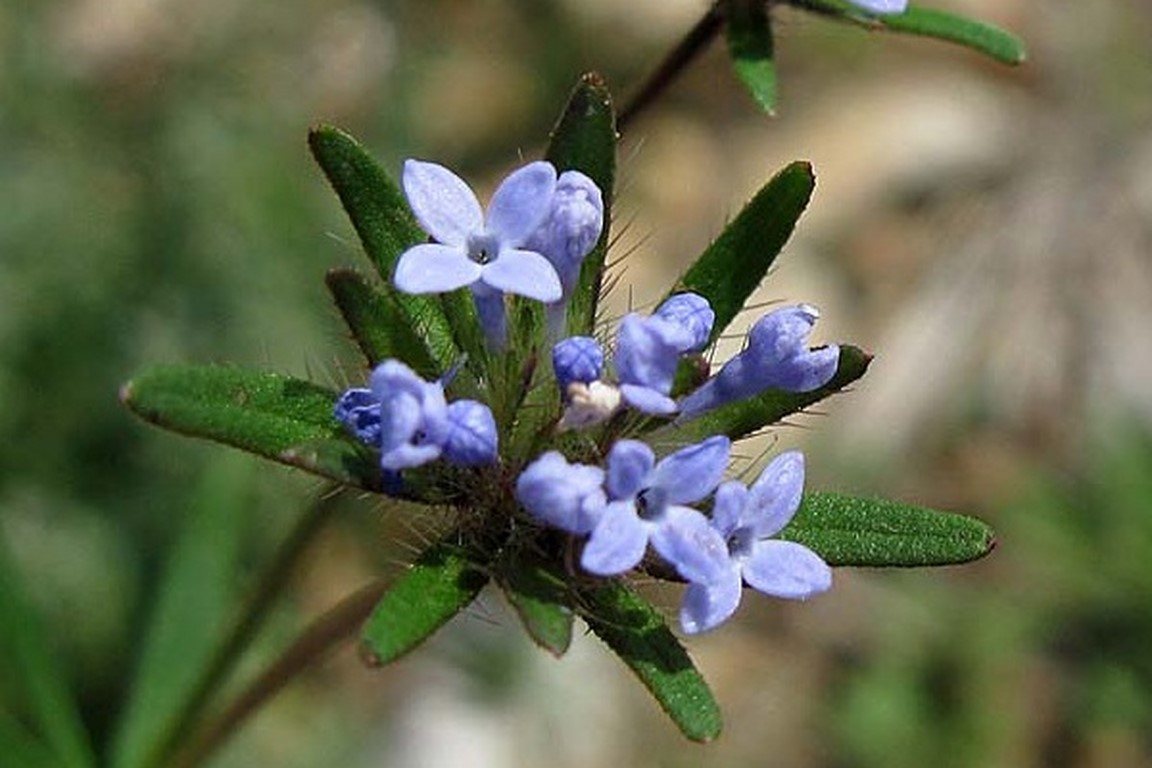 Annexe Asperula arvensis.jpg