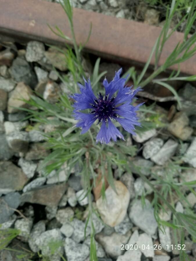 Annexe picta flora Cyanus segetum.jpg