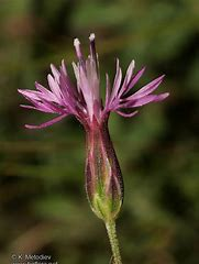 Annexe crupina vulgaris 2.png