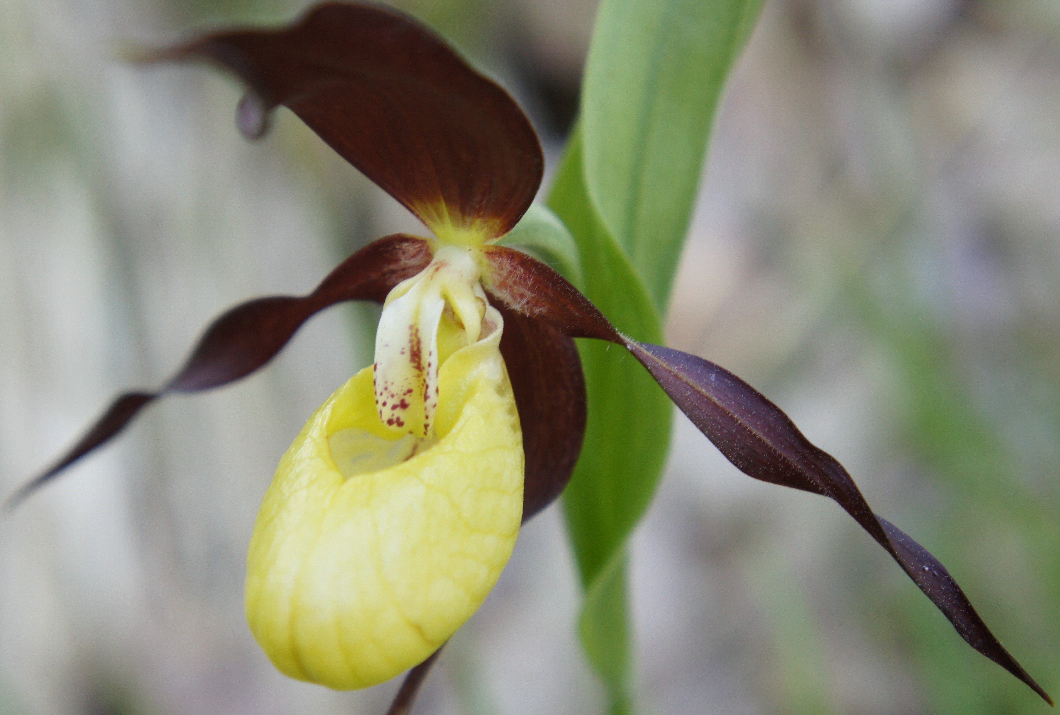 Annexe Sabot de Vénus Fleur-Pictoflora.jpg