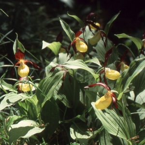 Annexe Sabot de Vénus-Pictoflora.jpg