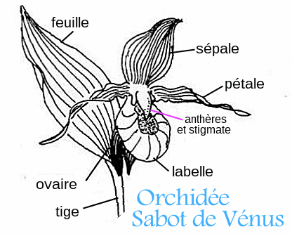 Annexe dessin-sabot de Vénus-Terramag.gif