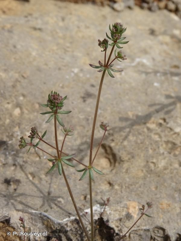 Annexe galium parisiense 2.jpg