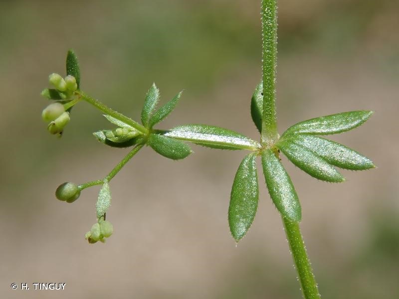 Annexe galium parisiense.jpg