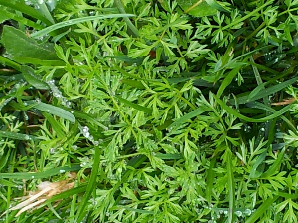 Annexe Conopode dénudé.jpg