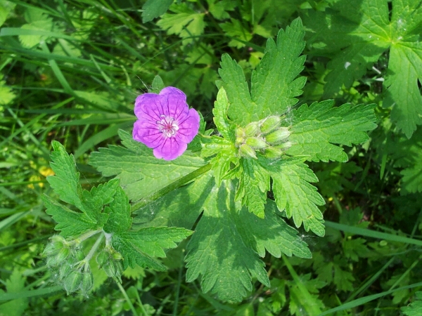 Annexe Géranium des bois.jpg