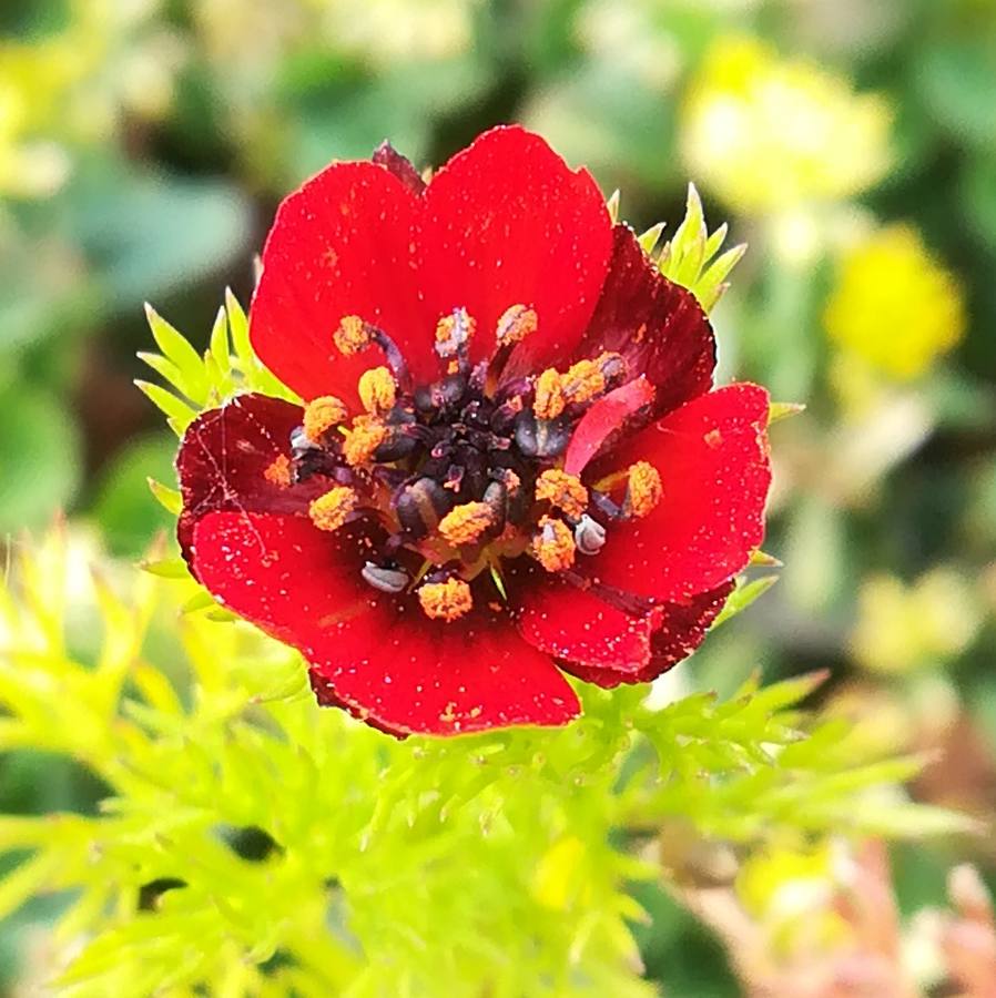 Annexe adonis annua.jpg