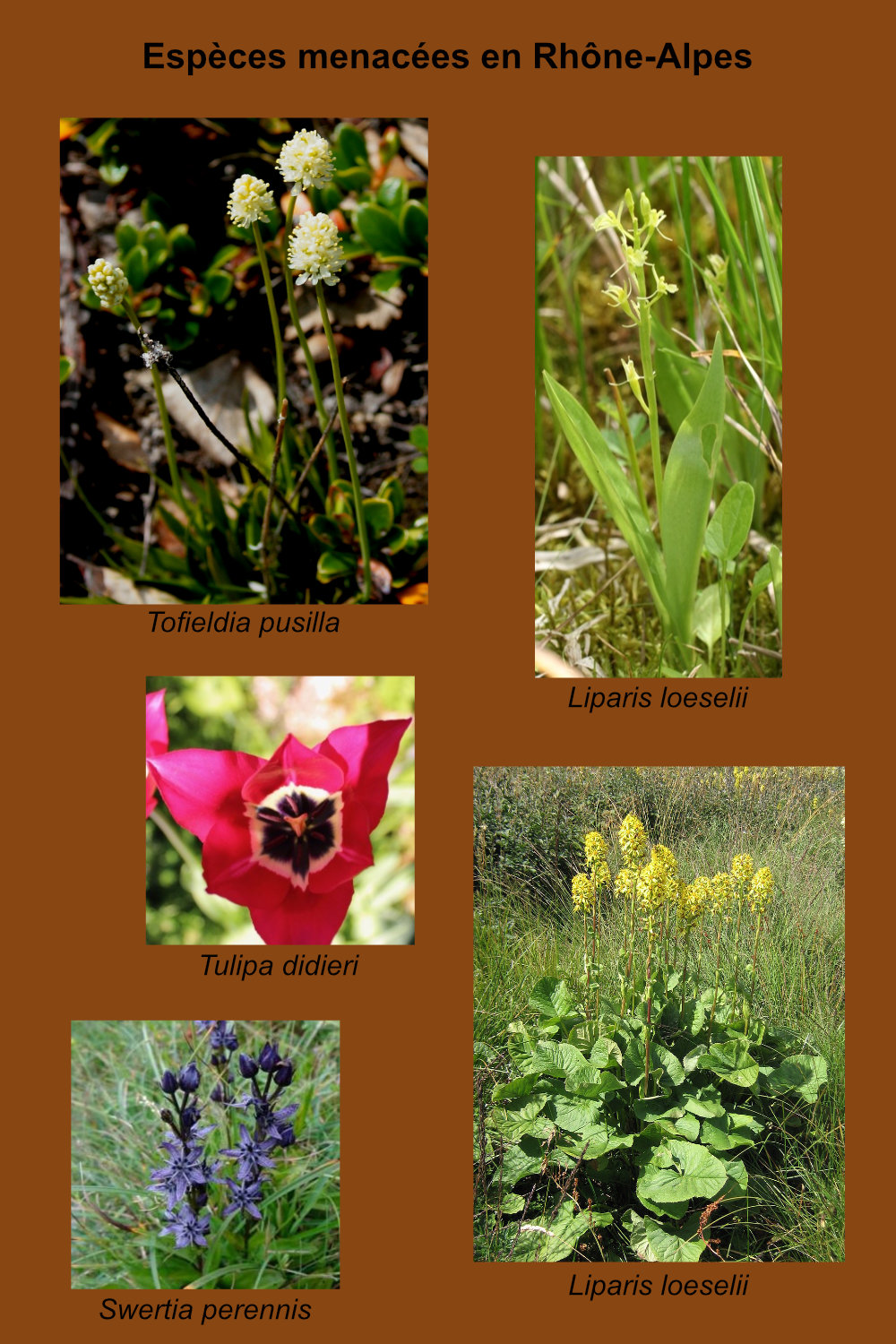 Annexe Especes_menacees.jpg