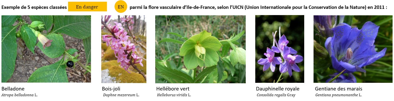 Annexe Espèces menacées IDF.jpg