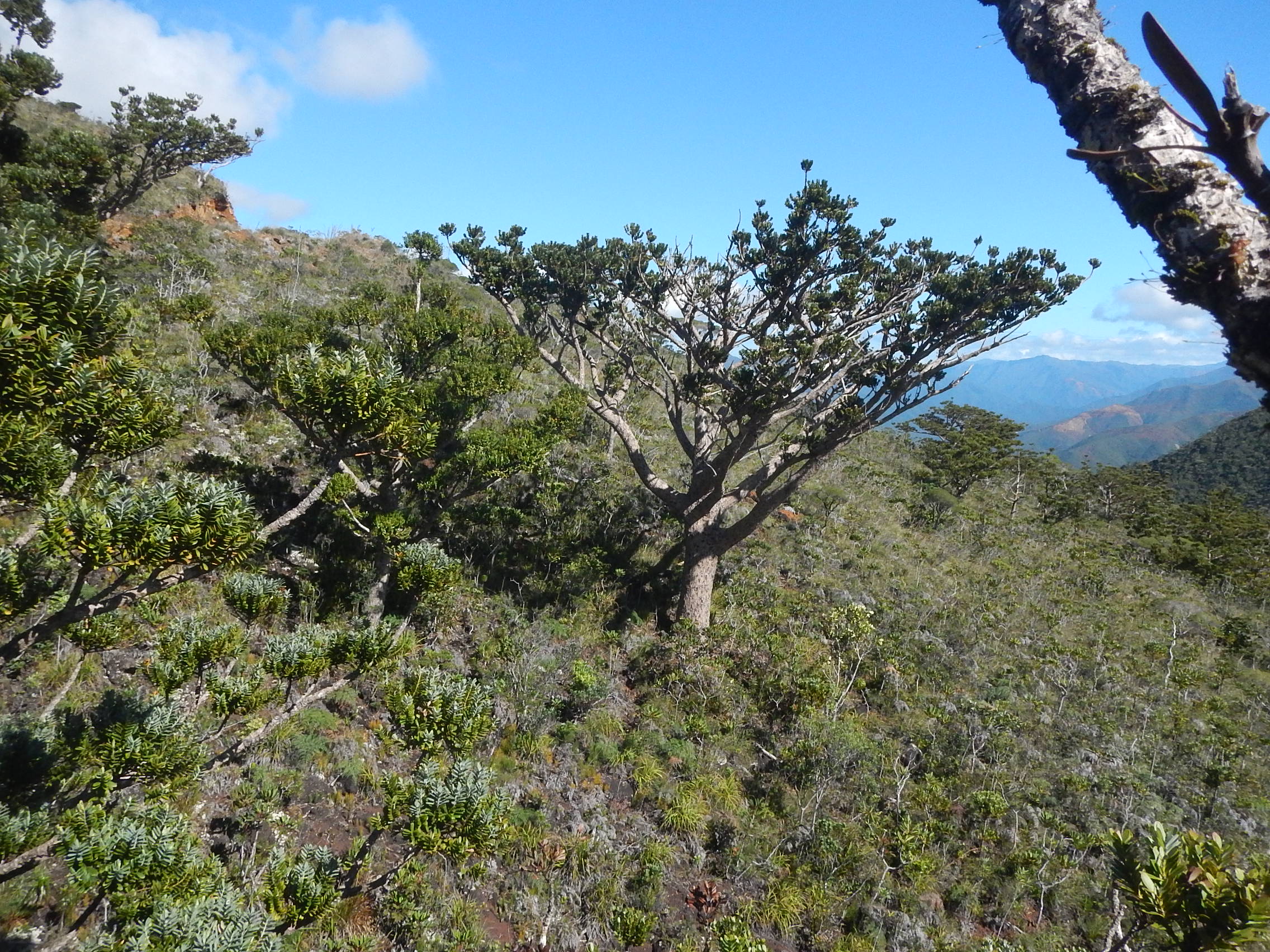 Annexe Agathis ovata.JPG