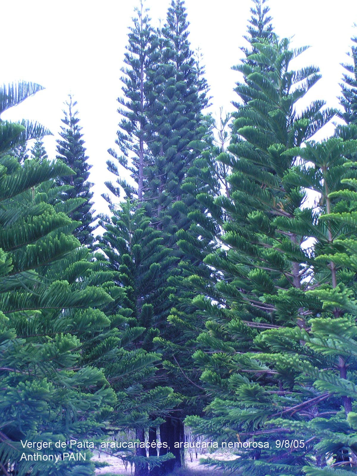 Annexe Araucaria nemorosa.JPG