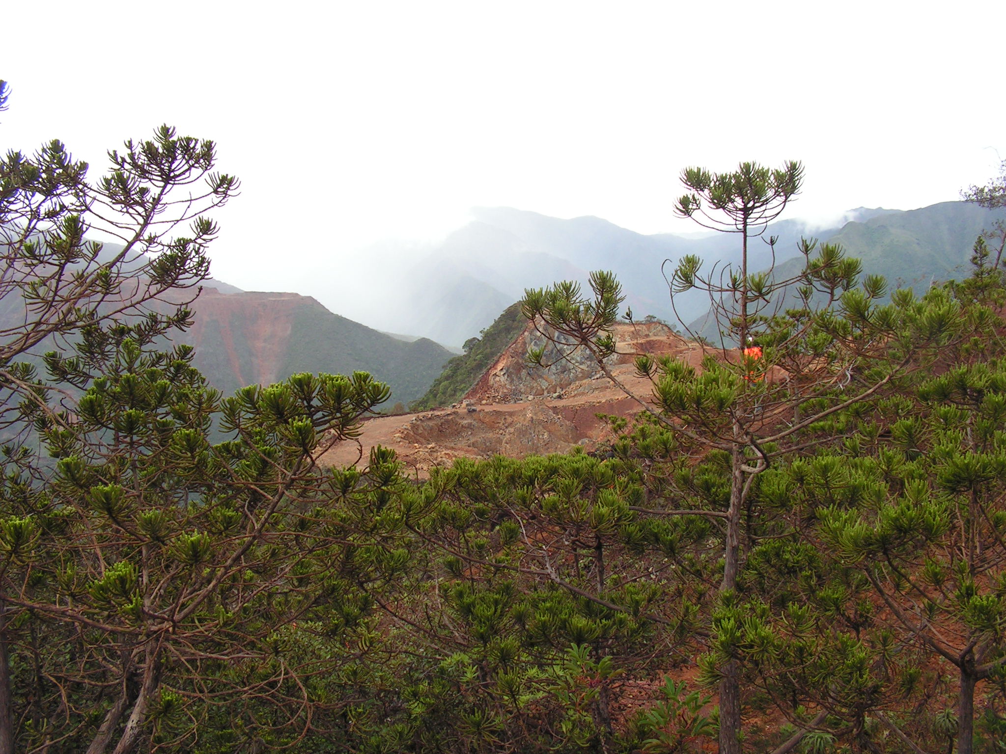 Annexe Callitris pancheri.JPG