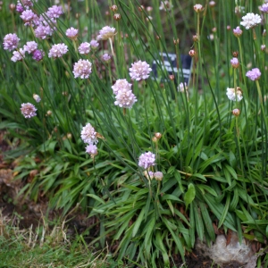 Annexe img_000074646CRS.jpg