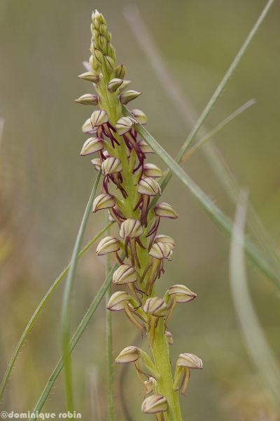 Annexe homme pendu.jpg