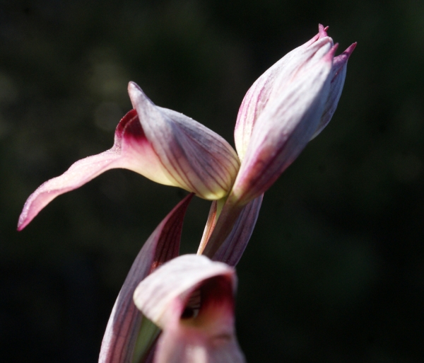 Annexe Serapias lingua L.jpg