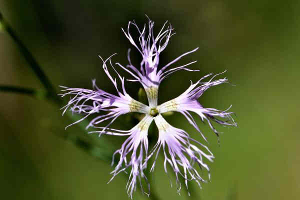 Annexe img001147935L.jpg