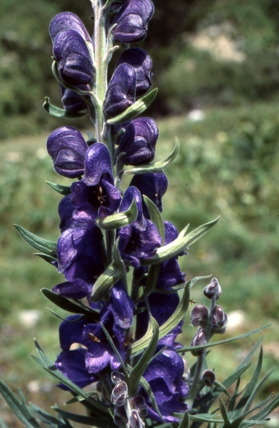 Annexe img 002277982L.jpg