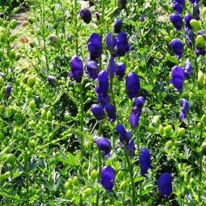 Annexe img 002286650CRS.jpg