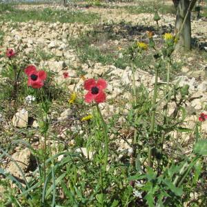 Annexe Papaver hybridum.jpg