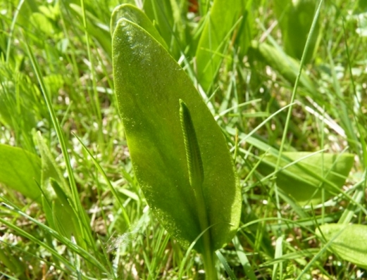 Annexe ophioglosse.jpg