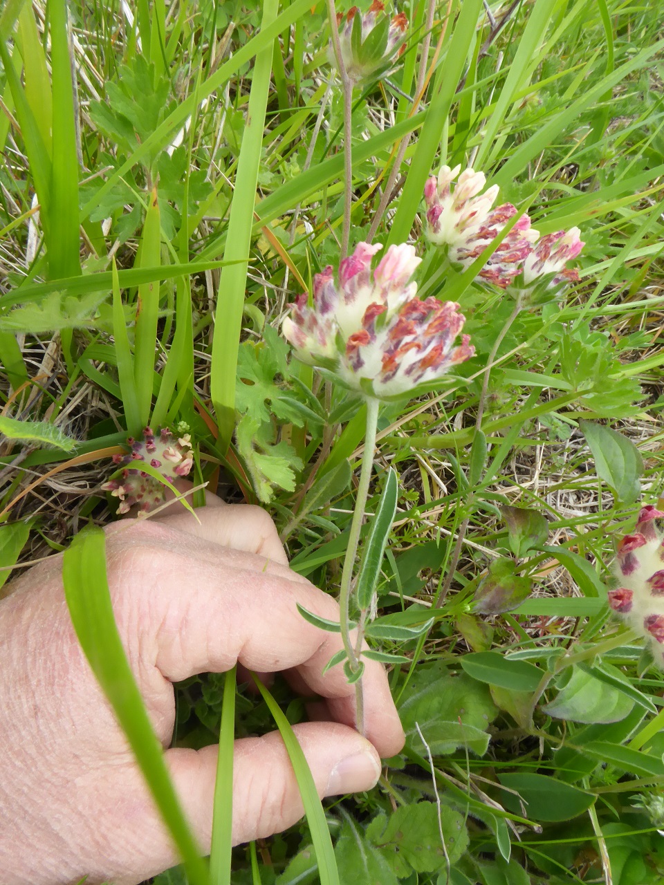 Annexe Anthyllis-vulneraria-20160508-sur-les-rivieres-03-reduit.jpg