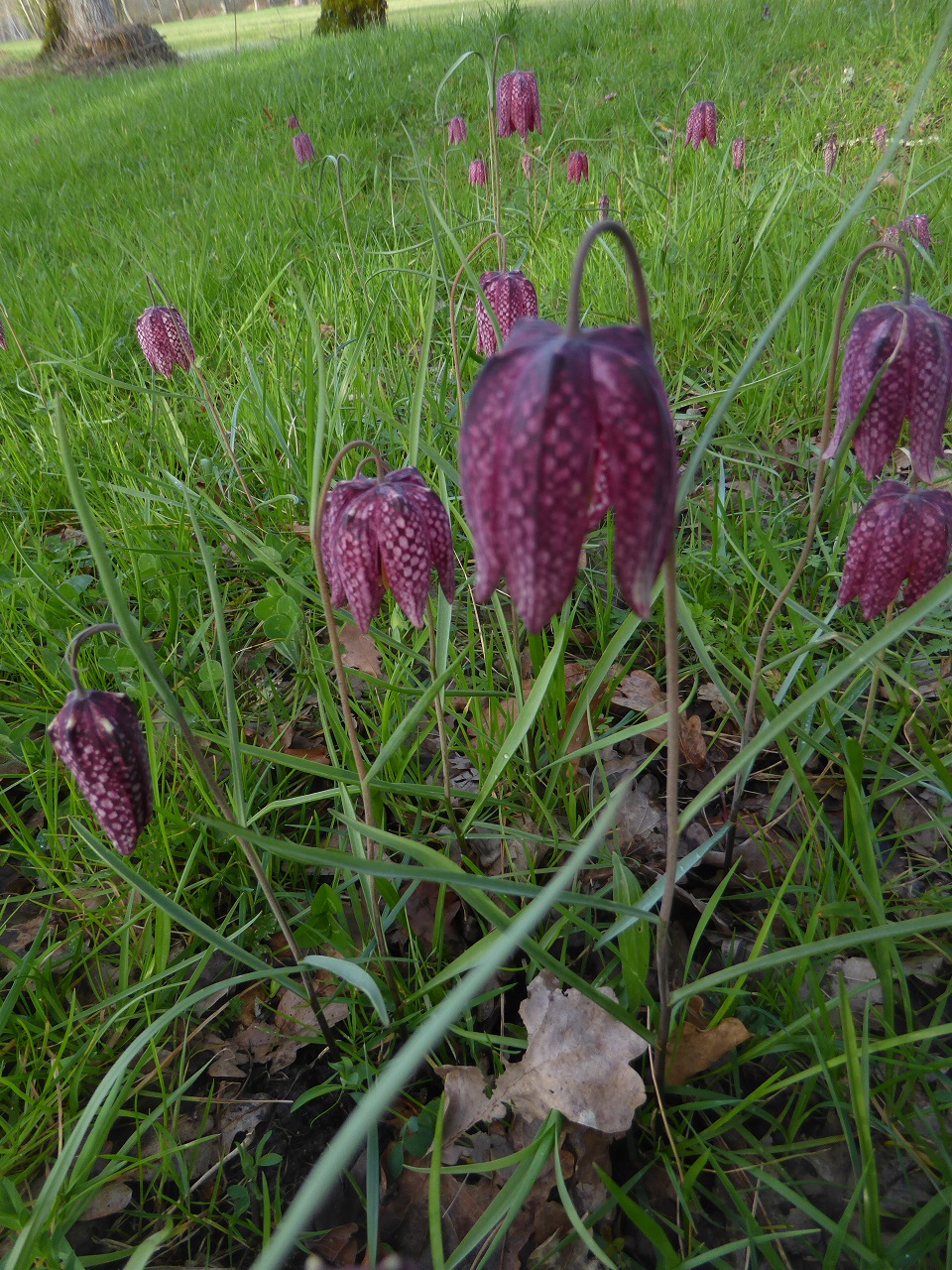 Annexe fritillaire-pintade-20180324-1-reduit.jpg