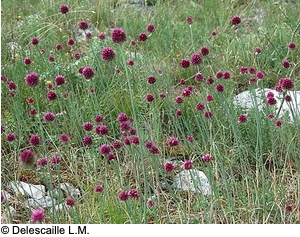 Annexe Capture d’écran 2020-05-04 à 22.43.47.png