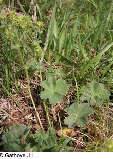 Annexe Capture d’écran 2020-05-04 à 22.44.08.png